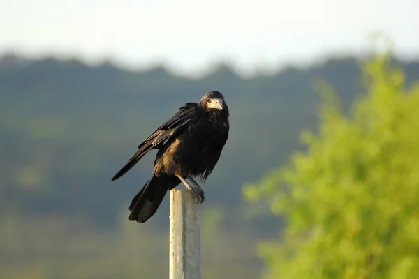 Cuervo en un pilar — Foto de Stock