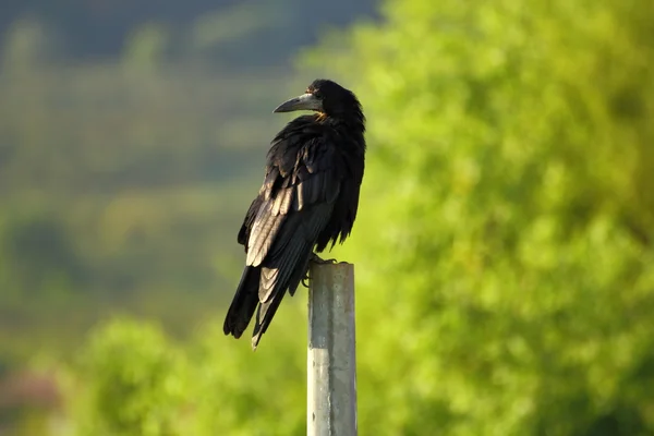 Corvus frugilegus — Foto de Stock