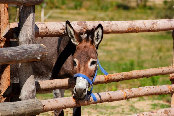 Curious donkey — Stock Photo, Image