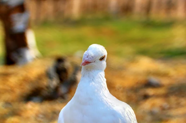 Portrait of a white pigeon — Stock Photo, Image