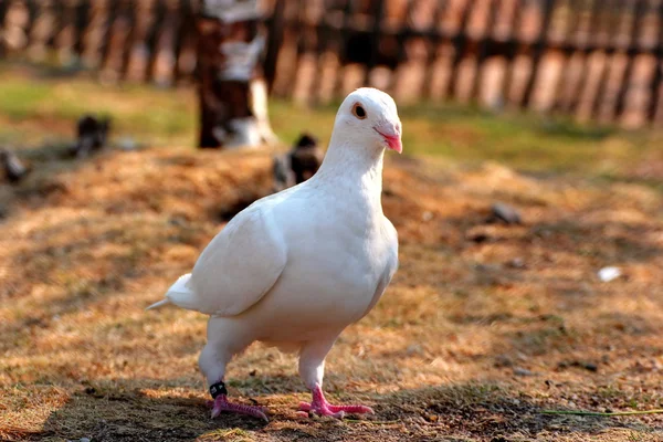 Witte duif wandelen — Stockfoto