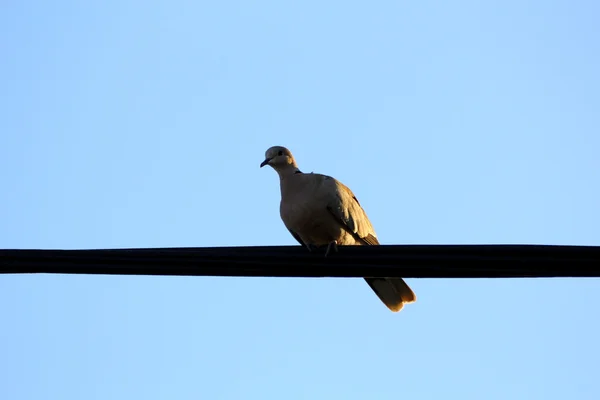 Turtledove sylwetka — Zdjęcie stockowe