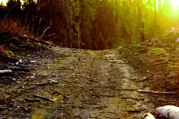 Caminho na floresta — Fotografia de Stock