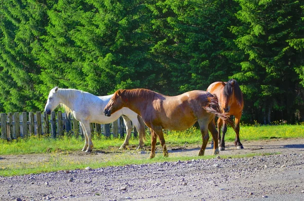 Mountain horses — Stock Photo, Image