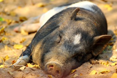 Pig laying on the ground clipart