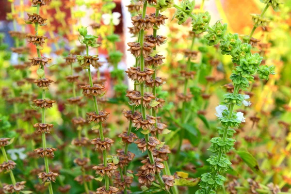 Basil in the garden — Stock Photo, Image