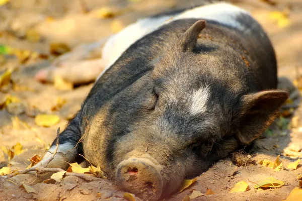 Pig laying on the ground — Stock Photo, Image