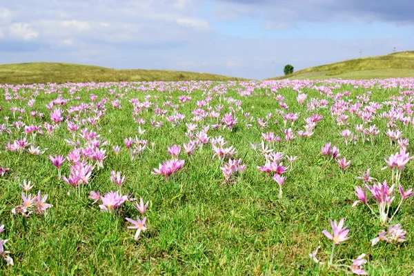 Gebied van herfst krokus — Stockfoto