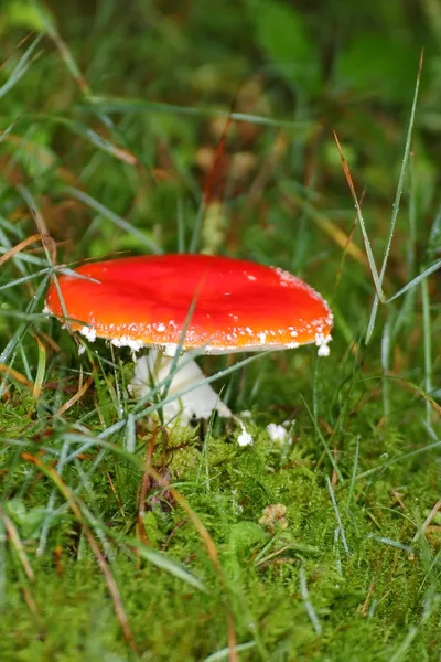 飛ぶ｜Agaric — ストック写真