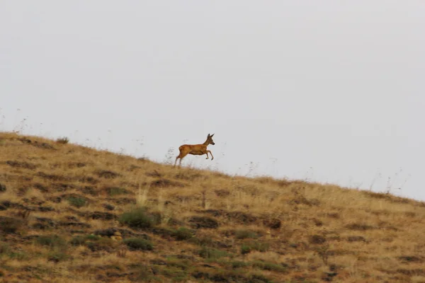 실행 하는 로우 사슴 암컷 — 스톡 사진