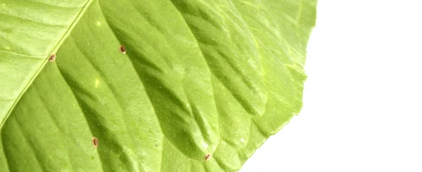 득실 거리 레몬 잎 — 스톡 사진