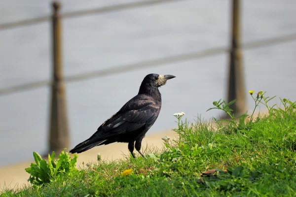 Corvus frugilegus dans l'herbe — Photo