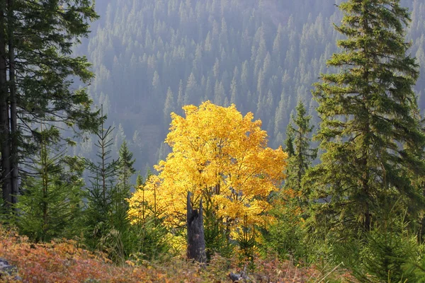 Sonbaharda akçaağaç ağaç — Stok fotoğraf