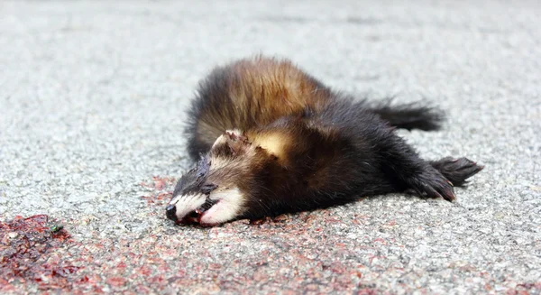 Animal muerto en el camino — Foto de Stock