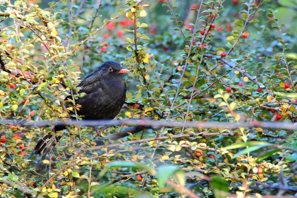 Společné blackbird muž — Stock fotografie