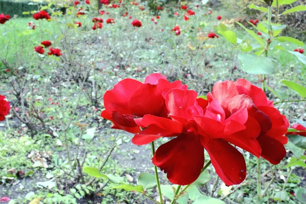 Rote Rose Vintage Look — Stockfoto