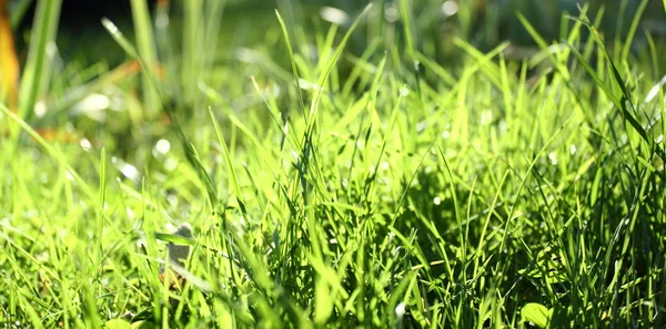 Abstract view of green grass — Stock Photo, Image