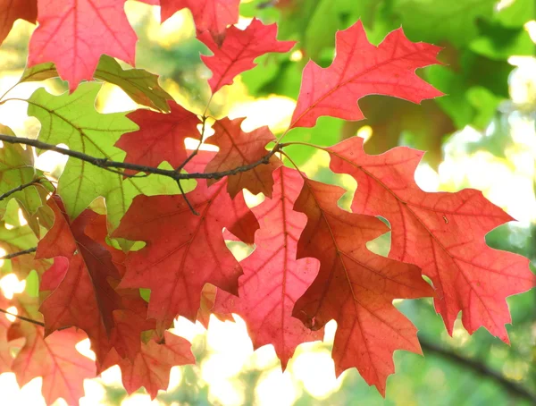 Feuilles d'érable rouge — Photo