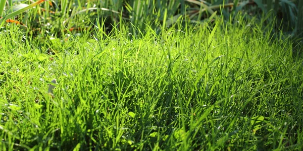 Textured green grass — Stock Photo, Image