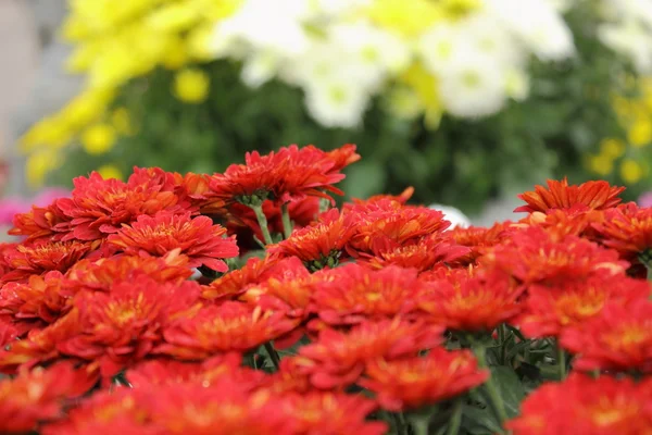 赤菊の花束 — ストック写真