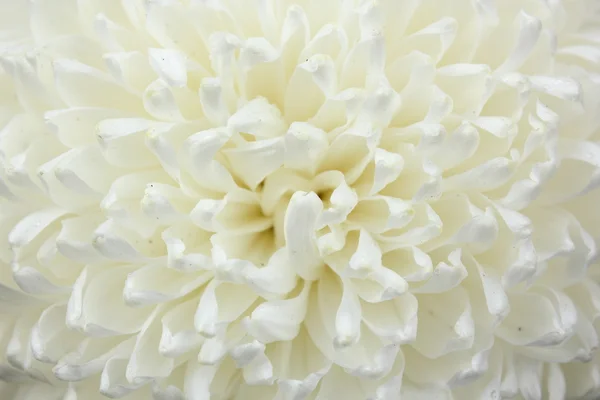 Деталь белой хризантемы — стоковое фото