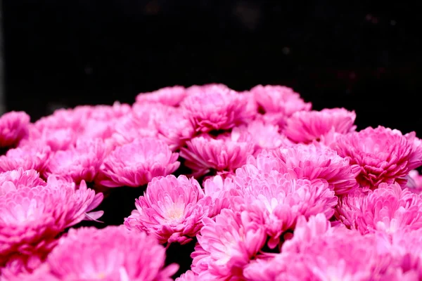 Buquê de crisântemo rosa — Fotografia de Stock
