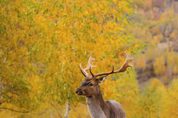 Schöner Damhirsch — Stockfoto