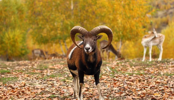 Schöner Mufflon — Stockfoto