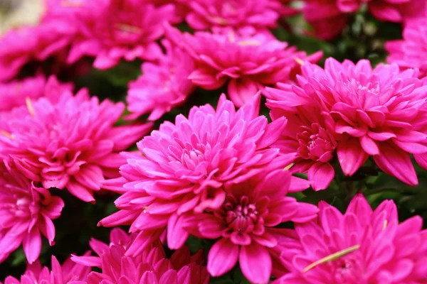 Detail of pink chrysanthemum — Stock Photo, Image