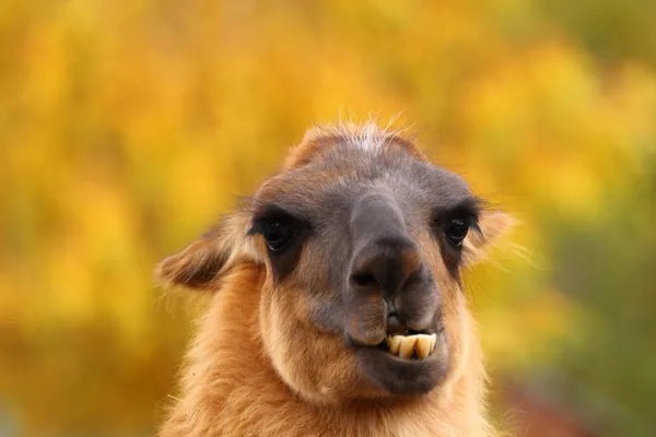 Llama mostrando seu teeht — Fotografia de Stock