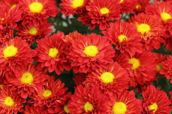 Rode chrysant boeket — Stockfoto