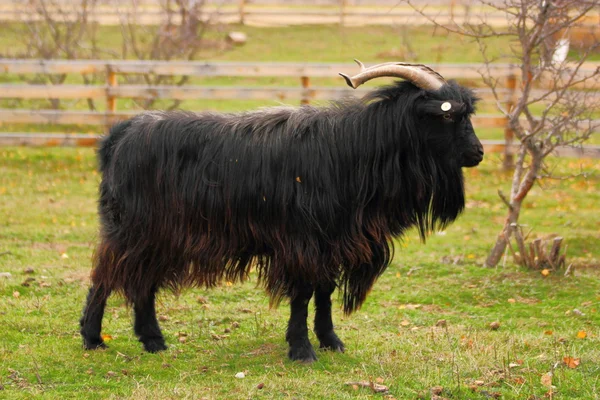 Big black goat — Stock Photo, Image