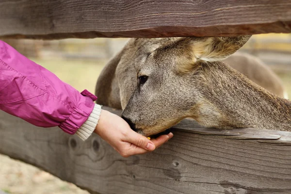 Feeding deers at a farm — Stock Photo, Image