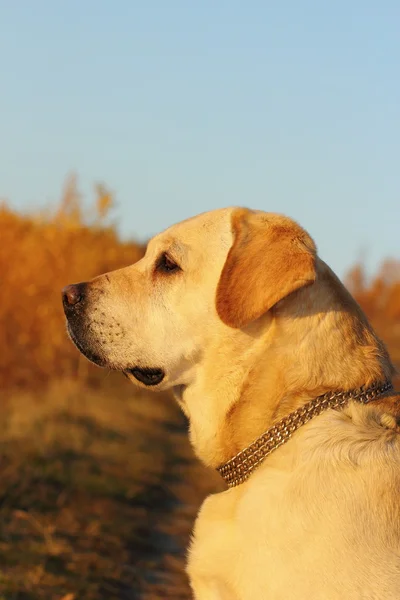 Perfil do cão — Fotografia de Stock