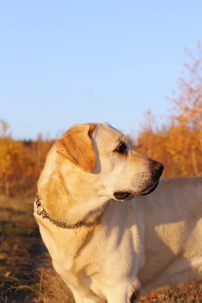 Perro de caza en el bosque — Foto de Stock