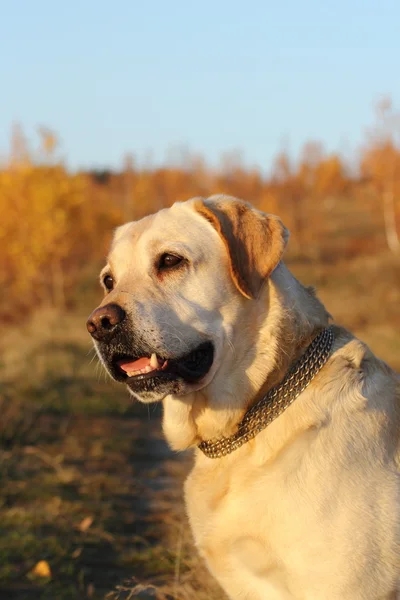 Portrait of labrador retriever — Stock Photo, Image