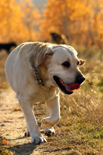 Охотничья собака из леса — стоковое фото