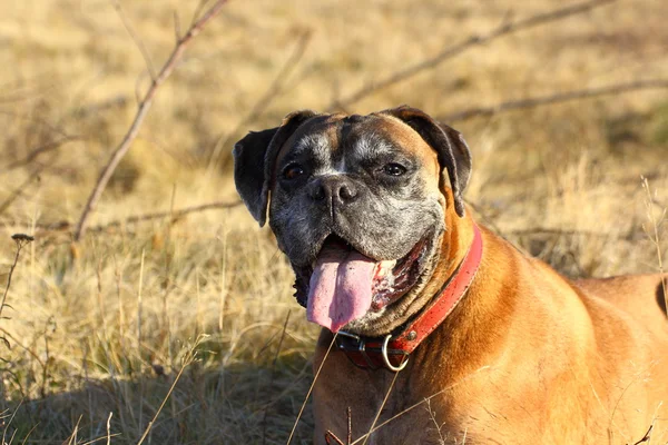 Tired boxer — Stock Photo, Image