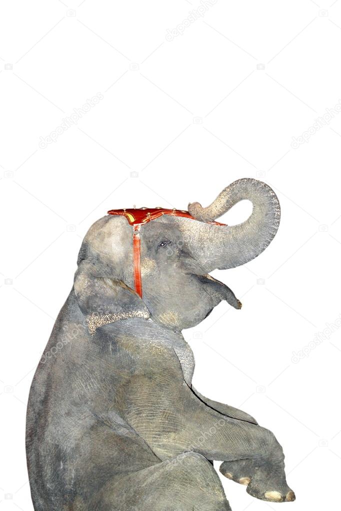 Elephant making tricks