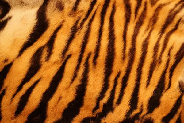 Textured tiger fur — Stock Photo, Image