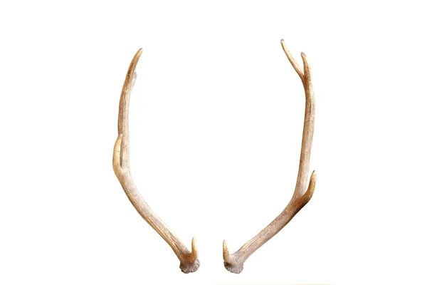 Young red deer antlers — Stock Photo, Image