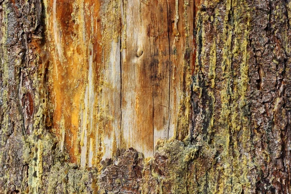 Old scar on a spruce — Stock Photo, Image