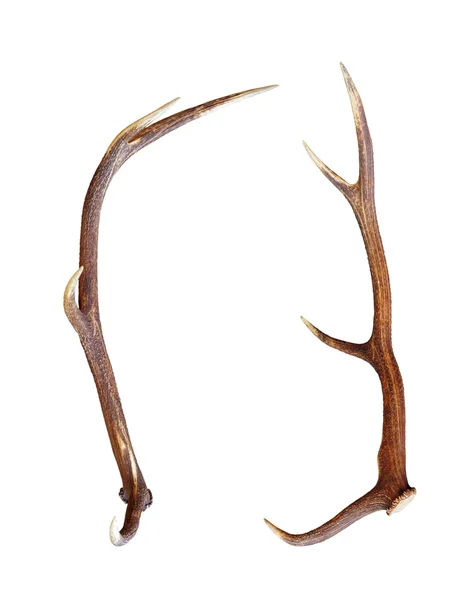 Red deer antler isolated on white — Stock Photo, Image