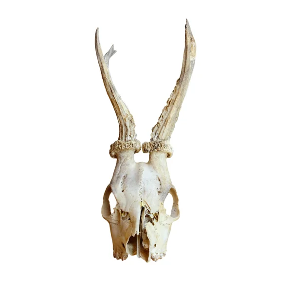 Trofeum sarny Buck — Zdjęcie stockowe