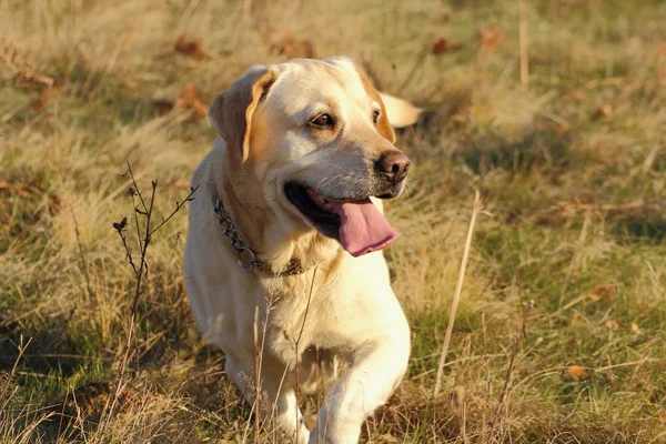 フィールドにラブラドル ・ レトリーバー犬 — ストック写真