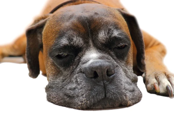 Sleeping boxer — Stock Photo, Image