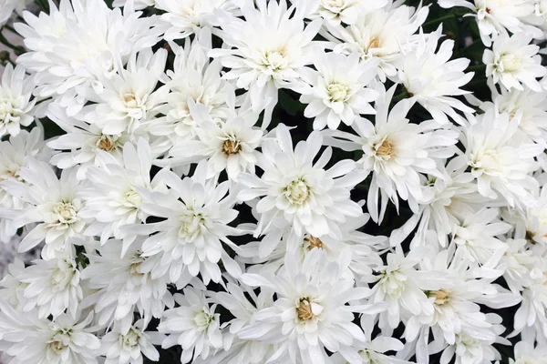 White mums bouquet — Stock Photo, Image
