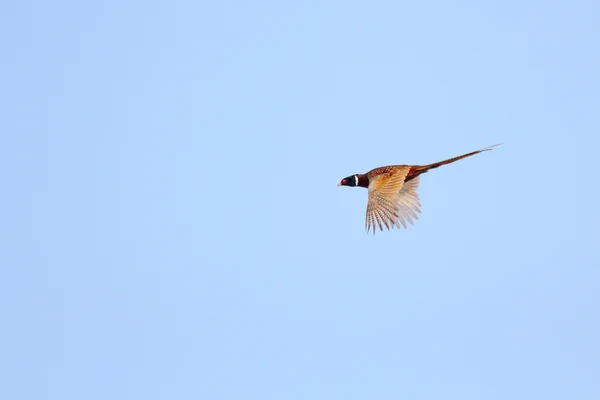 Pheasant flying in the sky — Stock Photo, Image