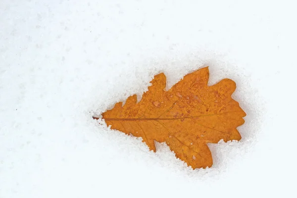 Feuille de chêne dans la neige — Photo