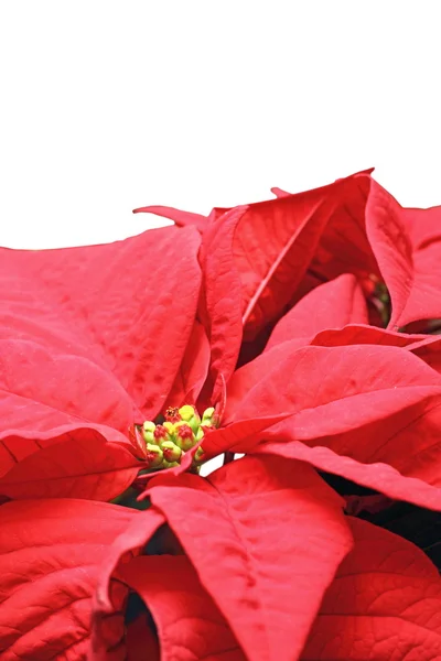 Detail der Weihnachtssternenblüte — Stockfoto